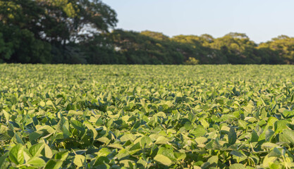 Fototapeta na wymiar Large soybean plantation in contrast to the dawn light