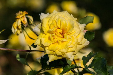 Żółta Róża w Parku, Poznań, Polska