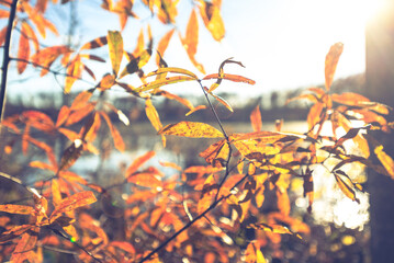 Colorful willow oak leaves beside a lake in the Fall