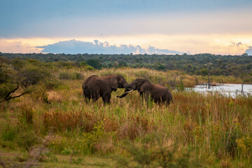 Fototapeta na wymiar elephants in the river