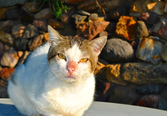 Cat in the sun