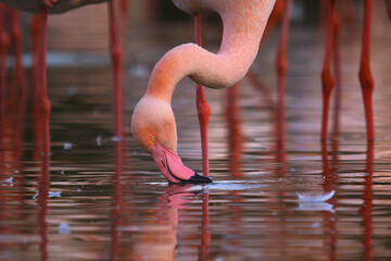 A greater flamingo shrimping in the marshes, Camargue, South of France