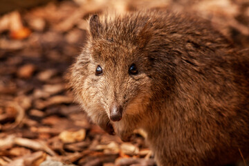 Potoroo