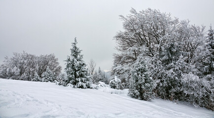 Winter landscape under snow and fog in the Vercors in France