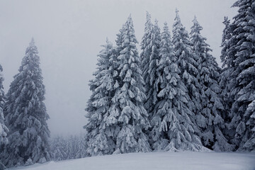 Winter landscape under snow and fog in the Vercors in France