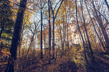 Fototapeta premium Wide-angle view of autumn in the woods