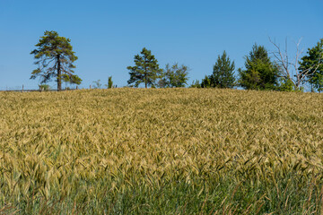 field of wheat