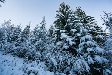 Tall dense old spruce trees grow on a snowy slope
