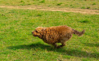 dog in the grass