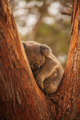 koala © Harry