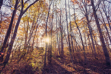 Wide-angle view of the sun and sky above tree tops in the Fall
