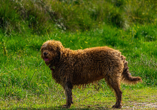 dog in the grass