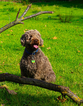 dog in the grass
