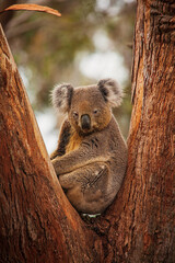 koala © Harry