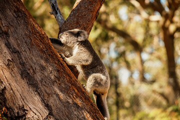 koala