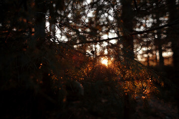 sun shining through the trees