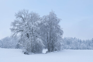 Fototapeta premium Winterwonderland auf dem Land