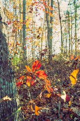 Wide-angle view of autumn in the woods
