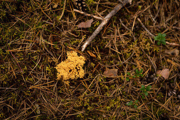 White moss on a spruce pillow