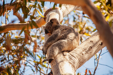 Fototapeta premium koala