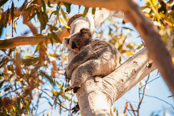 koala © Harry
