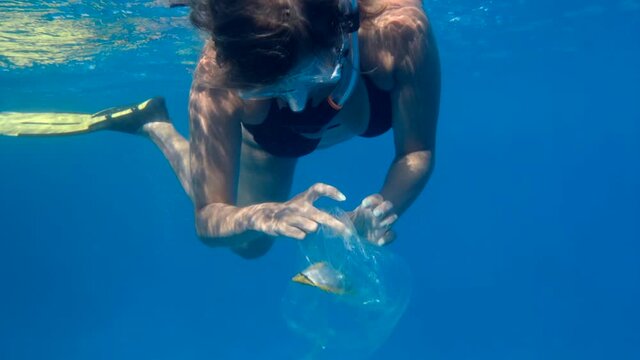 Woman volunteer frees a Butterflyfish entangled in a plastic bag.  Blackback Butterflyfish (Chaetodon melannotus) inside plastic bag. Plastic pollution of the ocean