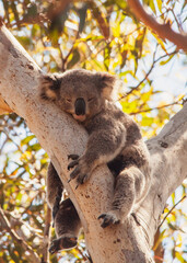 koala © Harry