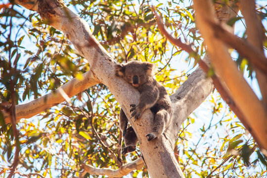 koala