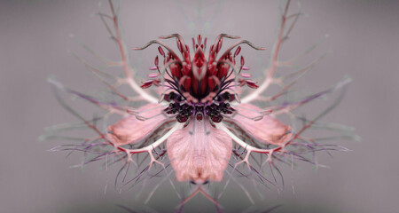 Symmetrical Nigella Flower