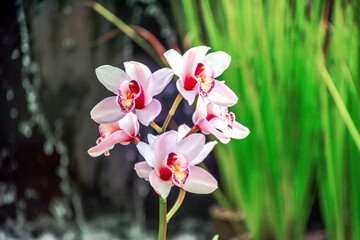 pink orchid in garden