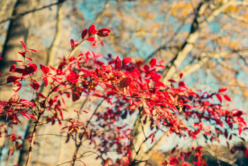 Brilliant red black gum leaves in a  forest in the Fall