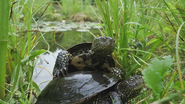 zwei europ&auml;ische sumpfschildkr&ouml;ten am ufer, tier beim fressen, mehrere szenen, 50 fps, emys orbicularis