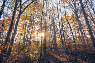 Wide-angle view of autumn in the woods