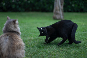 black cat on the grass