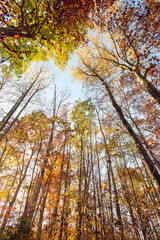 wide-angle view of the sky and forest tree tops in autumn 