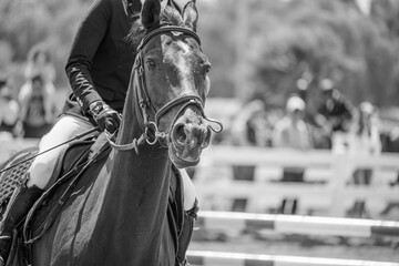 horse riding in horses competition