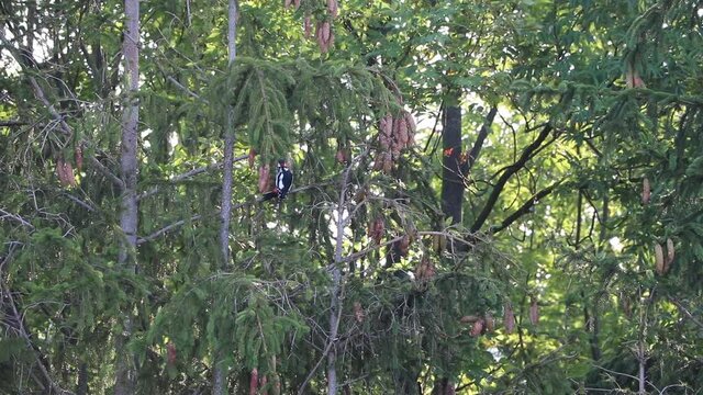 Great spotted woodpecker in the conifer