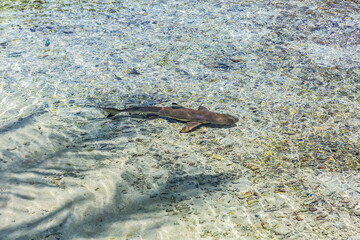 Paradise view of Tropical lagoon at Fakarava, Tuamotu Islands, French Polynesia, Pacific Ocean.