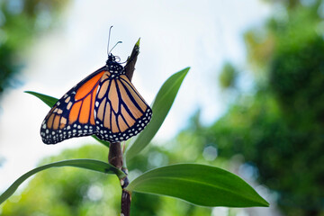 Monarch butterfly (danaus plexippus) just emerging from the chrysalis cocoon, drying its delicate wings.