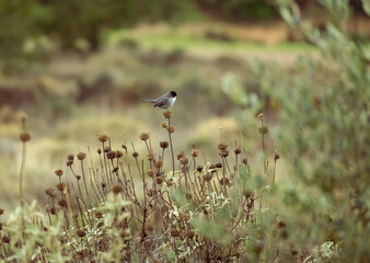 Male sardinian warbler bird sitting on a plant. Nice soft background.