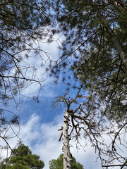 view of the source of the river Borosa located in the Natural Park of the Sierras de Cazorla, Segura and las Villas, Andalucia, Spain.