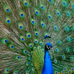 Obraz premium Pavão