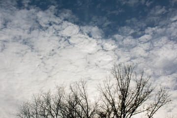 tree under the clean sky with free space