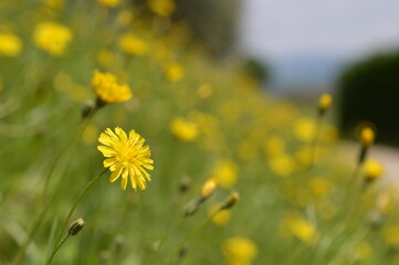 Gelbe Blumenwiese mit gelben Blumen im Frühling