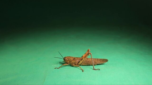 Brown grasshopper jumping.
It's also called rufous grasshopper or Gomphocerippus rufus (synonym Gomphocerus rufus) 
insect isolated on green background.
camouflage insects, animals.
bugs, bug, animal