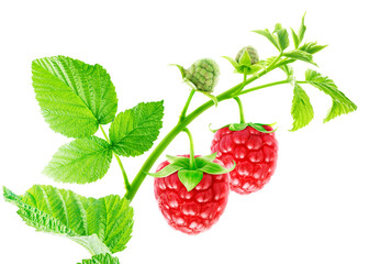 Two raspberries on a branch with green leaves isolated on white background