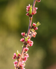 colorful violett apple tree blossoms