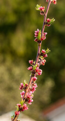 colorful violett apple tree blossoms
