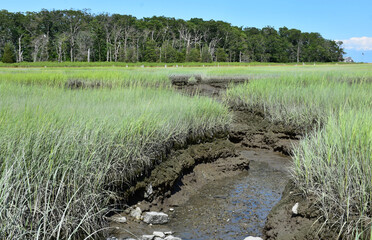 Marsh Grass Growing Out of a Tributary in Marshland