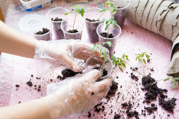 Seedling. Tomato seedling transplanting process.Young vegetable seedlings of tomatoes transplanting...